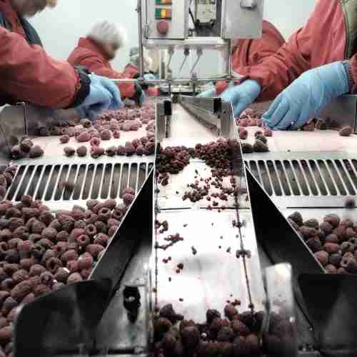 food industry mesin77